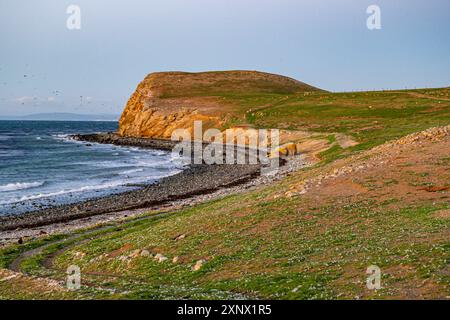 Magdalena Island, Magallanes Region, Punta Arenas, Chile, Südamerika Stockfoto