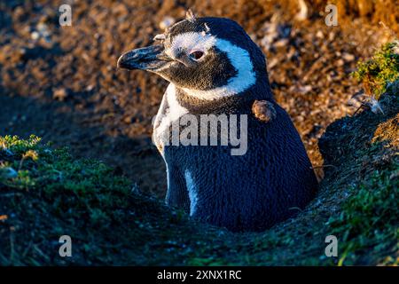 Magellanpinguin (Spheniscus magellanicus), Insel Magdalena, Region Magallanes, Punta Arenas, Chile, Südamerika Stockfoto