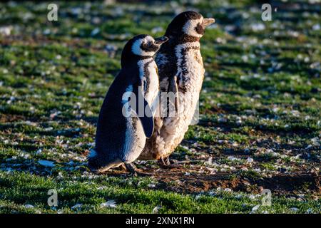 Magdalena Island, Magallanes Region, Punta Arenas, Chile, Südamerika Stockfoto