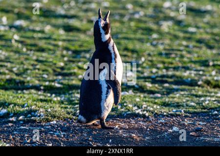 Magdalena Island, Magallanes Region, Punta Arenas, Chile, Südamerika Stockfoto