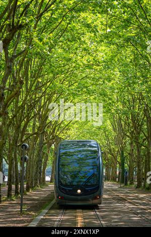 Tram unter den Bäumen, Bordeaux, Gironde, Aquitanien, Frankreich, Europa Stockfoto