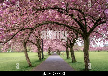 Cherry Blossom at the Meadows in Edinburgh, Schottland, Großbritannien, Europa Stockfoto