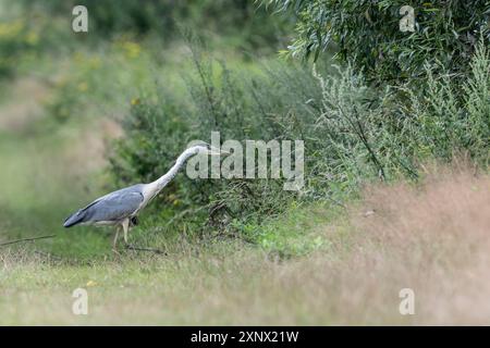 Graureiher (Ardea cinerea), Emsland, Niedersachsen, Deutschland Stockfoto