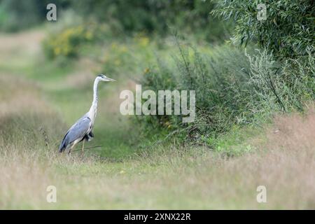 Graureiher (Ardea cinerea), Emsland, Niedersachsen, Deutschland Stockfoto