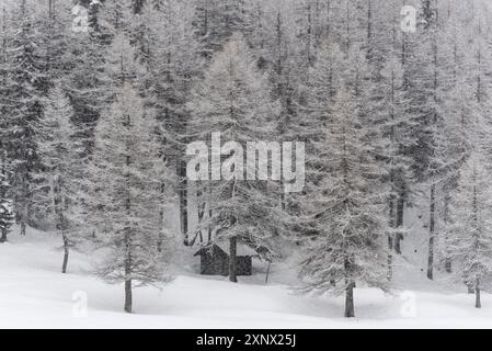 Winterschnee in den italienischen Alpen, mit dem Berg Ponte di Legno in der Provinz Brescia, Lombardei, Italien, Europa Stockfoto