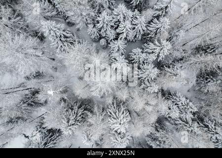 Winterschnee in den italienischen Alpen, mit dem Berg Ponte di Legno in der Provinz Brescia, Lombardei, Italien, Europa Stockfoto