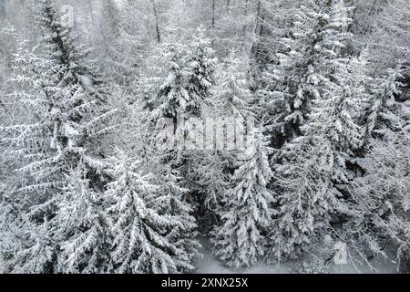 Winterschnee in den italienischen Alpen, mit dem Berg Ponte di Legno in der Provinz Brescia, Lombardei, Italien, Europa Stockfoto