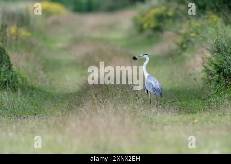 Graureiher (Ardea cinerea), Emsland mit Gefangener Wühlmaus, Niedersachsen, Deutschland Stockfoto