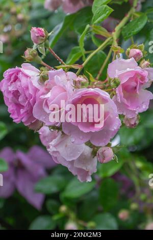 Rose (Rosa sp.) Mit Regentropfen, Nordrhein-Westfalen, Deutschland Stockfoto