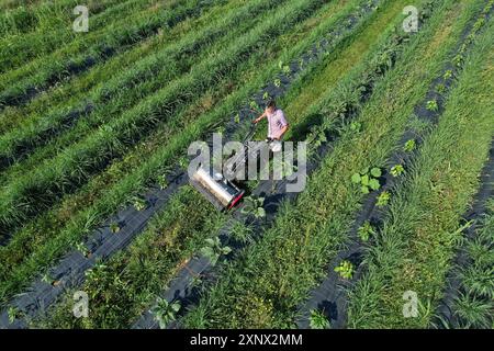 Ein Landwirt, der Gras auf einem Feld mit Reihen von Feldfrüchten und grünen Pflanzen mäht Stockfoto