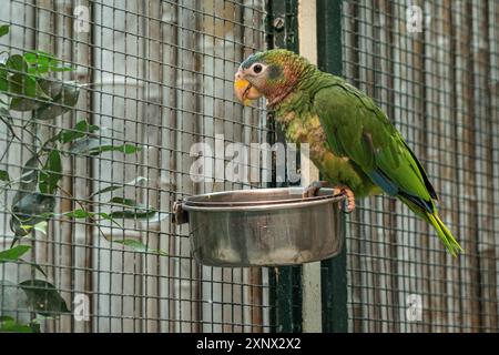 Jamaikanischer Amazonas (Amazona collaria), Vogelpark Walsrode, Niedersachsen, Deutschland Stockfoto