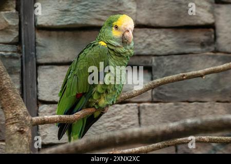 Amazona barbadensis, Vogelpark Walsrode, Niedersachsen, Deutschland Stockfoto