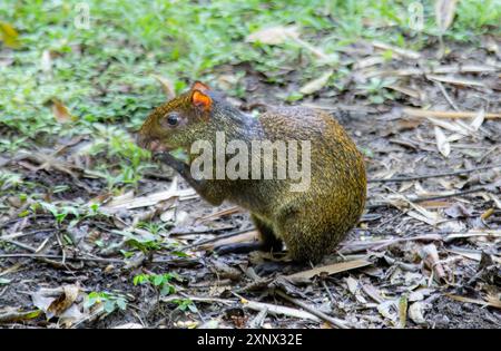 Ein Agouti, ein Nagetier, das mit Meerschweinchen verwandt ist, verbreitet in Mittel- und Südamerika, Ecuador, Südamerika Stockfoto