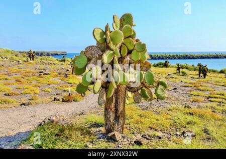 Opuntia (Feigenkaktus) Kakteen auf der Insel South Plaza, Galapagos, UNESCO-Weltkulturerbe, Ecuador, Südamerika Stockfoto