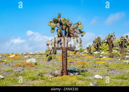 Riesenkaktus (Opuntia Kakteen) auf South Plaza, Galapagos Inseln, UNESCO-Weltkulturerbe, Ecuador, Südamerika Stockfoto