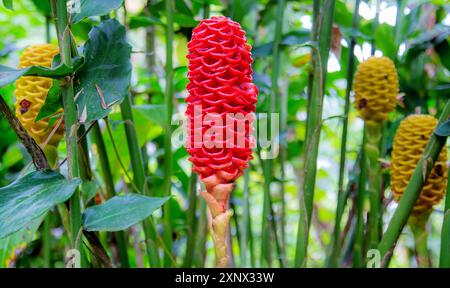 Beehive Ginger (Zingiber spectabile), eine Laubpflanze, die von einem Rhizom bis zu über 1,5m hoch wächst, in Ecuador, Südamerika Stockfoto