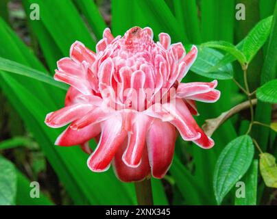 Rosa Fackel Ingwerblüte (etlingera elatior), Ecuador, Südamerika Stockfoto