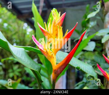 Heliconia Psittacorum blüht, eine Kräuterpflanze, die in Südamerika und der Karibik, Ecuador, Südamerika, verbreitet ist Stockfoto