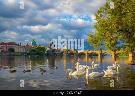 Schwäne in der Moldau mit Karlsbrücke, OID Town Brückenturm und Kuppel der Kirche St. Franziskus von Assisi bei Sonnenaufgang, UNESCO, Prag, Tschechien Stockfoto
