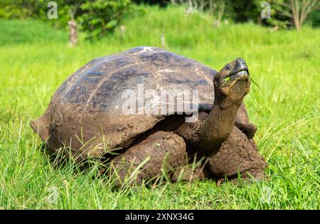 Galapagos Riesenschildkröte (Chelonoidis chathamensis), kann über 100 Jahre leben, auf der Insel San Cristobal, Galapagos, UNESCO, Ecuador, Südamerika Stockfoto