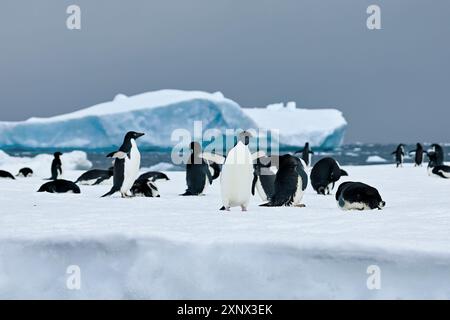 Adelie-Pinguine auf Eis mit dunklem Himmel, Antarktis, Polarregionen Stockfoto