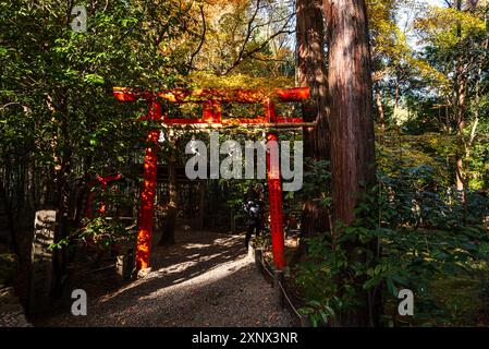 Rotes Torii-Tor des wunderschönen Shinto-Schreins, Nonomiya-Schrein, im herbstlichen Wald in Arashiyama, Kyoto, Hoshu, Japan, Asien Stockfoto