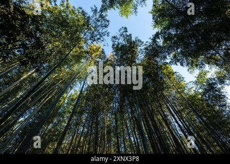 Bambuswald von Arashiyama, Kyoto, Honshu, Japan, Asien Stockfoto