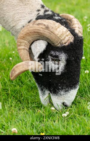 Nahaufnahme eines feinen Swaledale Widders im Sommer mit Kopf nach unten und Fressen an üppigem grünem Gras und Klee. Diese Rasse ist heimisch in der Schwaled Stockfoto