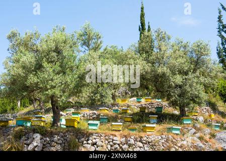 Bienenstöcke in einem Olivenhain, Llogara National Park, ein Park in den Ceraunian Mountains an der albanischen Riviera im Südwesten Albaniens Stockfoto