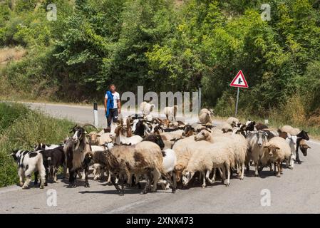 Shepherd und seine Ziegen- und Schafherde auf der Straße in der Nähe von Permet, Bezirk Gjirokaster, Albanien, Europa Stockfoto