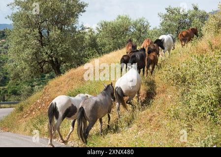 Pferde, die sich frei bewegen können, Bergstraße von Saranda nach Gjirokaster, Albanien, Europa Stockfoto