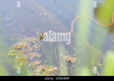 Schlange mit Gittergras (Natrix helvetica), Schwimmen im Wasser, Nordrhein-Westfalen, Deutschland Stockfoto