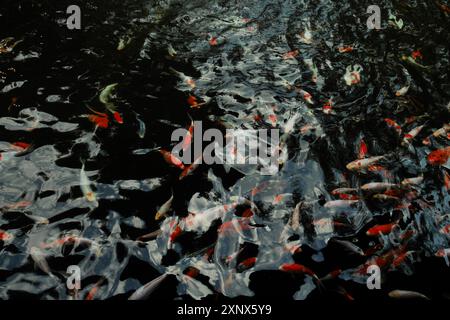 Koi-Fischteiche in verschiedenen hellen Farben schmücken einen Garten. Stockfoto