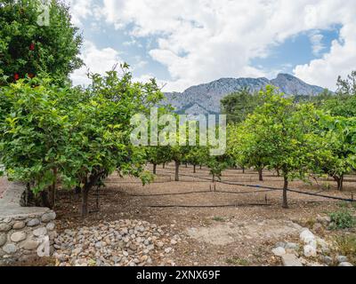 Plantage mit Bewässerungssystem zwischen Obstbäumen in der Provinz Antalya, Türkei. Bewässerung von Bäumen für gutes Wachstum und große Ernte. Stockfoto
