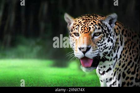 Nahaufnahme eines jaguar (Panthera pardus), der auf grünem Gras mit dunkler Waldkulisse steht und eine wilde und kraftvolle Präsenz ausstrahlt. Weißrussland Stockfoto