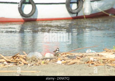 Kleiner Ringpfeifer in natürlichem Lebensraum. Porträt eines kleinen Ringpfeifers, eines Vogels, der am Mittelmeer steht. Stockfoto