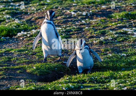 Magdalena Island, Magallanes Region, Punta Arenas, Chile, Südamerika Copyright: MichaelxRunkel 1184-12466 Stockfoto