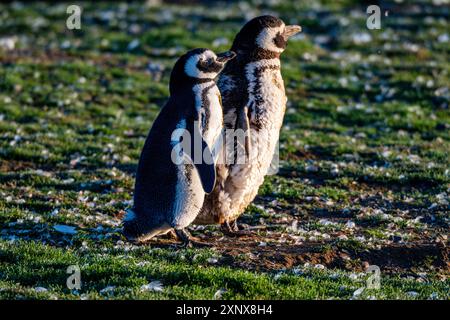 Magdalena Island, Magallanes Region, Punta Arenas, Chile, Südamerika Copyright: MichaelxRunkel 1184-12468 Stockfoto