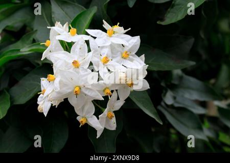 Solanum laxum (Solanum laxum), blühend, Blüte, Ellerstadt, Deutschland Stockfoto