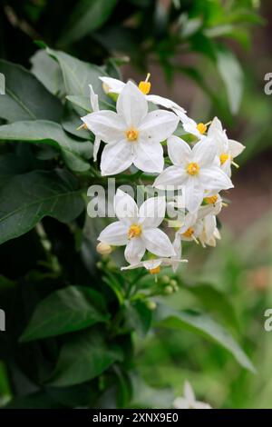 Solanum laxum (Solanum laxum), blühend, Blüte, Ellerstadt, Deutschland Stockfoto