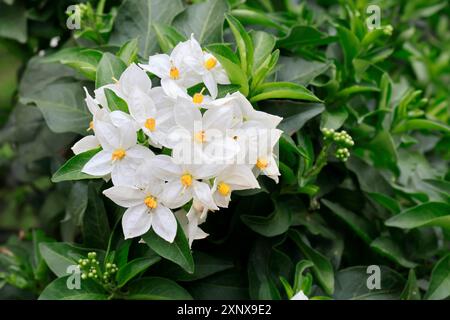 Solanum laxum (Solanum laxum), blühend, Blüte, Ellerstadt, Deutschland Stockfoto