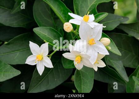 Solanum laxum (Solanum laxum), blühend, Blüte, Ellerstadt, Deutschland Stockfoto