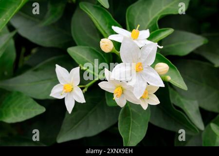 Solanum laxum (Solanum laxum), blühend, Blüte, Ellerstadt, Deutschland Stockfoto