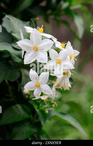 Solanum laxum (Solanum laxum), blühend, Blüte, Ellerstadt, Deutschland Stockfoto