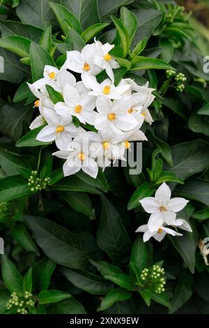 Solanum laxum (Solanum laxum), blühend, Blüte, Ellerstadt, Deutschland Stockfoto