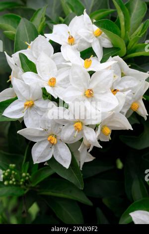 Solanum laxum (Solanum laxum), blühend, Blüte, Ellerstadt, Deutschland Stockfoto