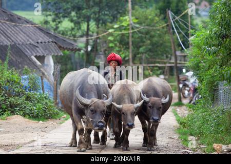 Nicht identifizierte ethnische Hmong-Minderheiten auf Reisterrassen im ländlichen Gebiet von Sa Pa, nahe der Grenze zu China, Sapa, Lao Cai Provinz, Vietnam, in Stockfoto