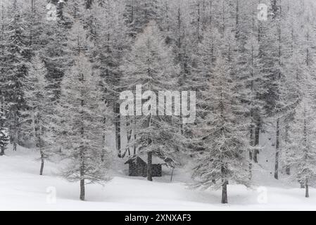 Winterschnee in den italienischen Alpen, mit dem Berg Ponte di Legno in der Provinz Brescia, Lombardei, Italien, Europa Copyright: MichelexRossetti 1299-169 Stockfoto