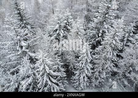 Winterschnee in den italienischen Alpen, mit dem Berg Ponte di Legno in der Provinz Brescia, Lombardei, Italien, Europa Copyright: MichelexRossetti 1299-172 Stockfoto