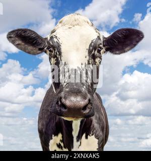 Schwarze Rattenkuh, fleckig gesprenkelt, in den Niederlanden, Hintergrund ein blauer bewölkter Himmel Stockfoto